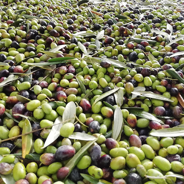 Lavorazione olive